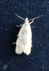 Phtheochroa vitellinana