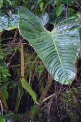 Anthurium coripatense