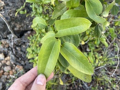 Smilax coriacea