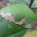 Slingerland's Plum Leafminer Moth - Photo (c) Jason J. Dombroskie, some rights reserved (CC BY-NC), uploaded by Jason J. Dombroskie