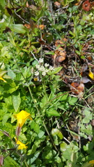 Angelica genuflexa