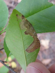 Stigmella slingerlandella