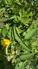 Angelica genuflexa