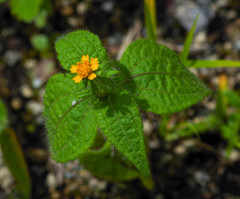 Millerieae