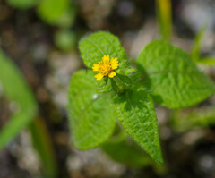 Millerieae
