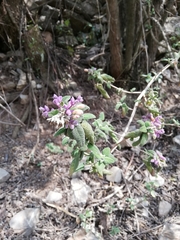 Aloysia macrostachya