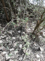 Aloysia macrostachya