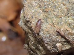 Chaetophiloscia sicula