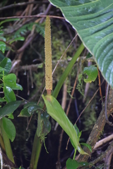 Anthurium coripatense