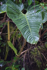 Anthurium coripatense