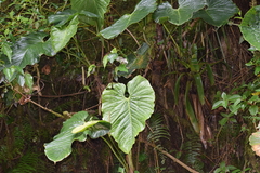 Anthurium coripatense