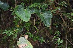 Anthurium coripatense