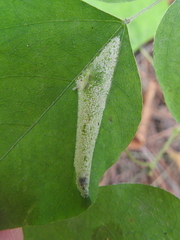 Macrosaccus morrisella