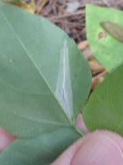 Macrosaccus morrisella