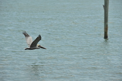 Pelecanus occidentalis