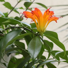Aeschynanthus speciosus