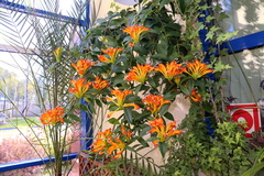 Aeschynanthus speciosus