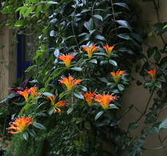 Aeschynanthus speciosus