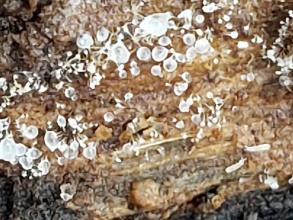Gloiosphaera