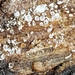 Gloiosphaera clerciana - Photo (c) Mark Richman, algunos derechos reservados (CC BY), subido por Mark Richman