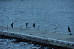 Egretta caerulea