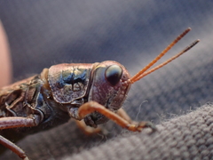 Buckellacris hispida