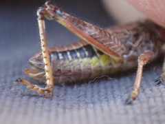 Buckellacris hispida