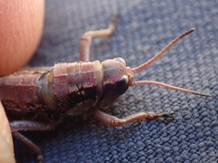 Buckellacris hispida