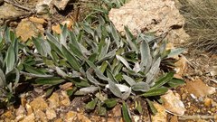 Robinsonecio gerberifolius