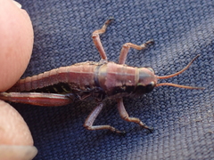 Buckellacris hispida