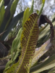 Niphidium crassifolium