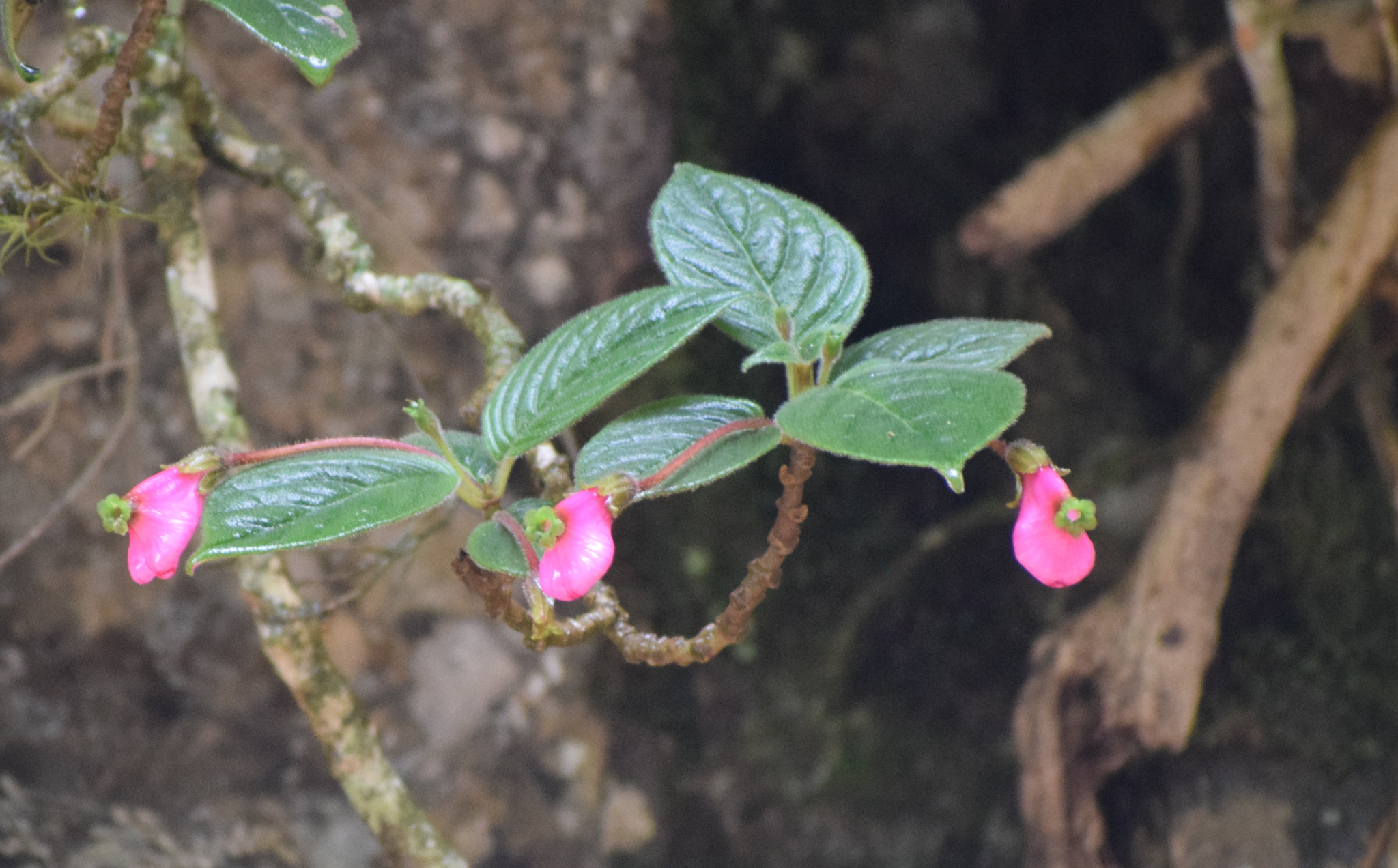 Columnea hypocyrtantha