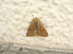 Anorthoa angustipennis