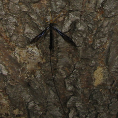 Megarhyssa atrata
