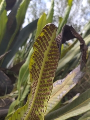 Niphidium crassifolium