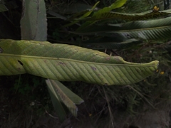 Niphidium crassifolium