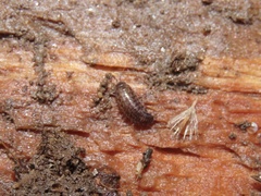 Chaetophiloscia sicula