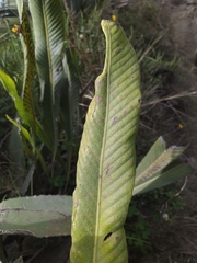 Niphidium crassifolium