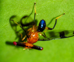 Richardia stylops