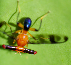Richardia stylops