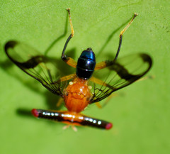 Richardia stylops