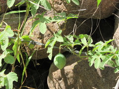 Passiflora bryonioides