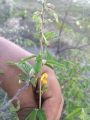 Aeschynomene purpusii