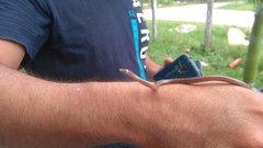 Tantilla cuniculator