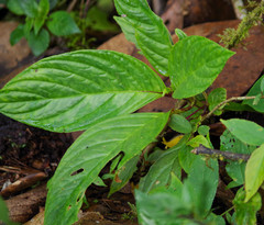 Columnea strigosa