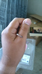 Tantilla cuniculator