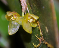 Pleurothallis epiglottis