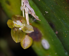 Pleurothallis epiglottis