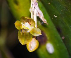 Pleurothallis epiglottis