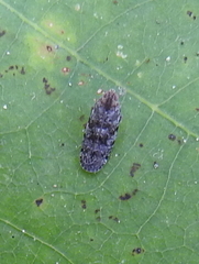 Catonia